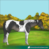 Horse Color:Black Tobiano 