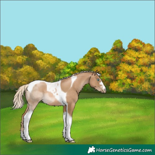 Horse Color:Chocolate Palomino Pearl Tobiano