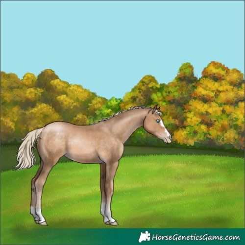 Horse Color:Chocolate Palomino Pearl 