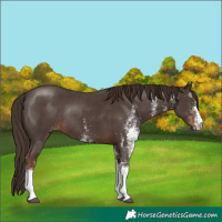 Horse Color:White Spotted Liver Chestnut Tobiano Rabicano