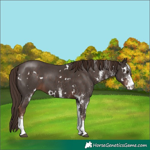 Horse Color:White Spotted Liver Chestnut