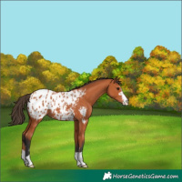 Horse Color:Bay Appaloosa 