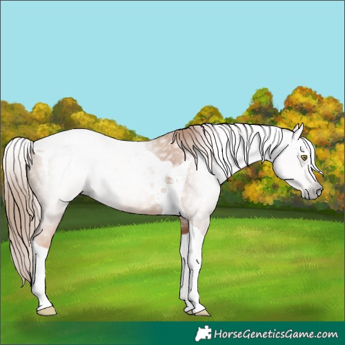 Horse Color:Gray Gold Champagne Tobiano