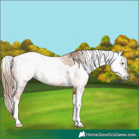 Horse Color:Gray Gold Champagne Tobiano 