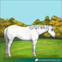 Horse Color:White Spotted Grullo 