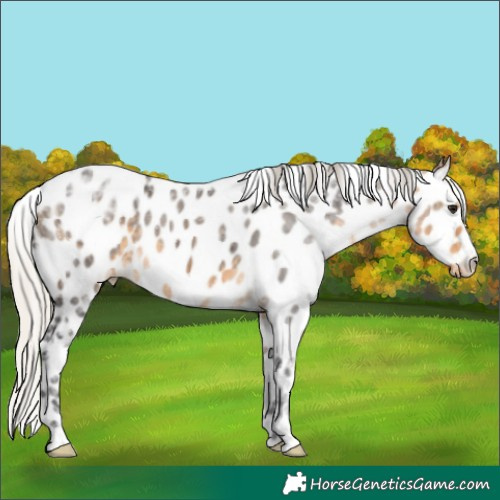 Horse Color:Silver Buckskin Ice Appaloosa Rabicano 