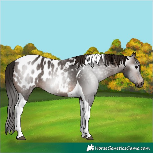 Horse Color:Gray Bay Tobiano Appaloosa 