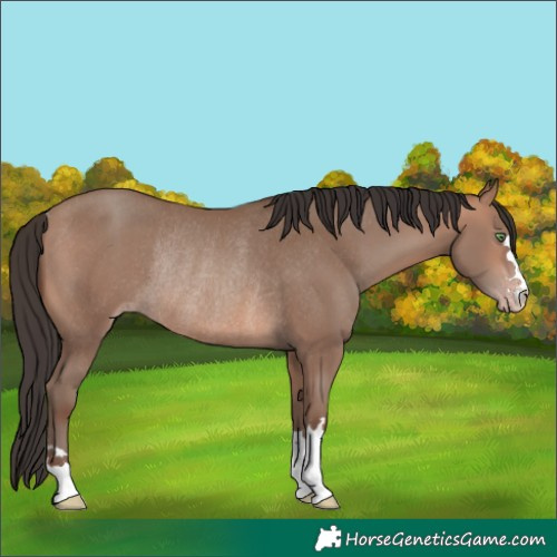 Horse Color:Sable Champagne Rabicano 