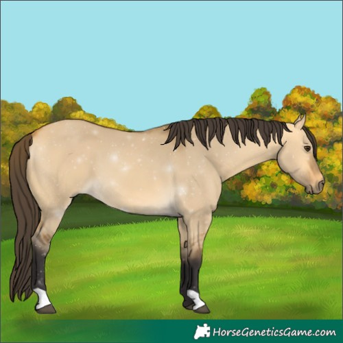 Horse Color:Buckskin Dun