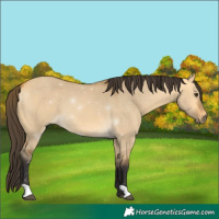 Horse Color:Buckskin Dun 