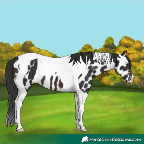 Horse Color:Brown Tobiano Appaloosa 