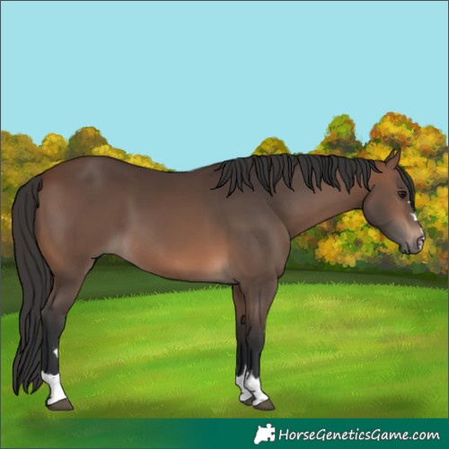 Horse Color:Brown 