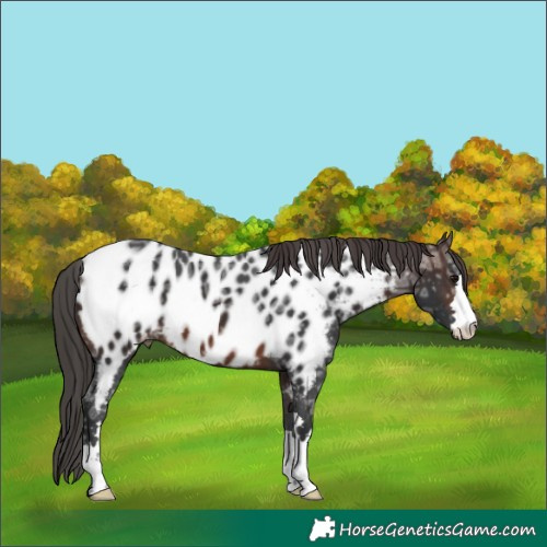 Horse Color:Brown Ice Appaloosa