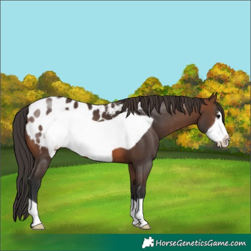Horse Color:Brown Frame Appaloosa 
