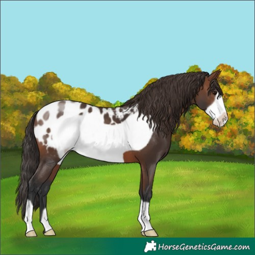 Horse Color:Brown Frame Appaloosa 