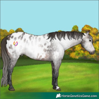 Horse Color:Gray Bay Near Leopard Rabicano 