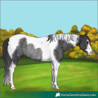 Horse Color:Black Tobiano Rabicano