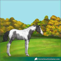 Horse Color:Black Tobiano Rabicano