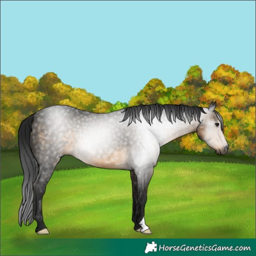 Horse Color:Gray Buckskin 