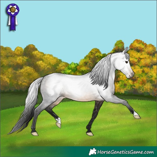 Horse Color:Gray Buckskin