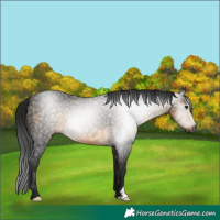 Horse Color:Gray Buckskin