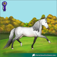 Horse Color:Gray Buckskin 