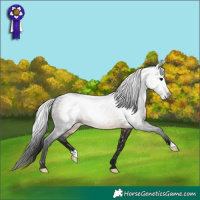 Horse Color:Gray Buckskin 