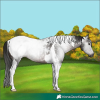 Horse Color:Gray Brown Tobiano Appaloosa 