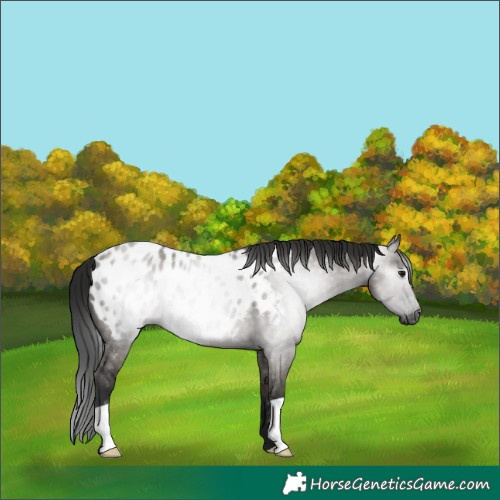 Horse Color:Gray Grullo Near Leopard 