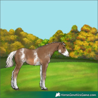 Horse Color:White Spotted Chocolate Palomino Rabicano 