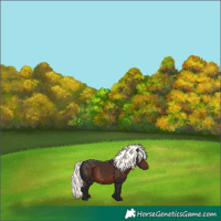 Horse Color:Liver Chestnut Mushroom Rabicano 