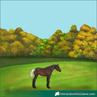 Horse Color:Liver Chestnut Mushroom Rabicano 
