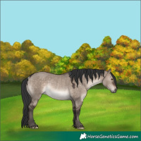 Horse Color:Brown Dun Mushroom Rabicano 