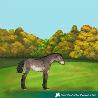 Horse Color:Brown Dun Mushroom Rabicano