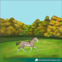 Horse Color:Liver Red Dun Splash 