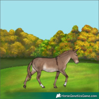 Horse Color:Liver Red Dun Rabicano 