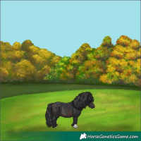 Horse Color:Bay Rabicano 