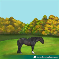 Horse Color:Bay Rabicano