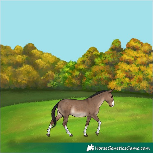 Horse Color:White Spotted Liver Red Dun Rabicano 