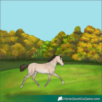 Horse Color:Amber Champagne Dun 