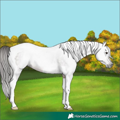 Horse Color:Gray Bay Tobiano 