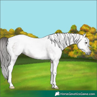 Horse Color:Gray Bay Tobiano