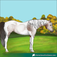 Horse Color:Gray Bay Tobiano 
