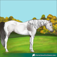 Horse Color:Gray Bay Tobiano 