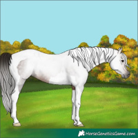 Horse Color:Gray Bay Tobiano 