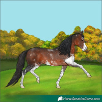 Horse Color:Brown Mushroom Sabino