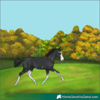 Horse Color:Black Mushroom Sabino 