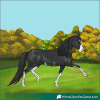 Horse Color:Black Mushroom Sabino