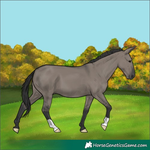 Horse Color:Grullo Mushroom 
