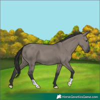 Horse Color:Grullo Mushroom 